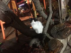 -城墙外BAR