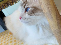 -平行世界·猫咖(首经贸店)