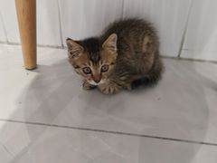 -关爱宠物医院·猫科中心·消化科(滨湖万达分院)