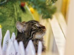 -猫在这儿猫咪咖啡馆·撸猫馆