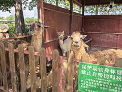 -王借岗森林公园