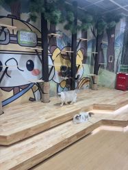 -小象动悟公园(龙湖亦庄天街店)
