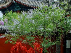 -红螺寺