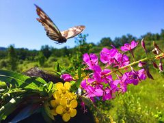 -塞罕坝国家级自然保护区