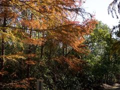 -上海海湾国家森林公园