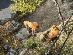-大连森林动物园