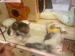 -屋虎猫馆(宝安大仟里店)