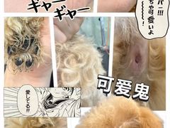 -Oh My Dog宠物沙龙(伊珊娜皮毛护理店)