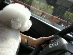 -爱侣宠医·鹦鹉专科·小型哺乳类·异宠专科(灵石路店)