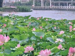 -荔湾湖公园