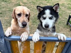 -趣玩宠物乐园寄养训犬训狗游泳池