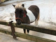 -清迈夜间动物园
