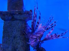 -太平洋海底世界