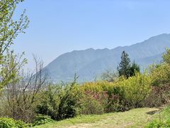 -盛世牡丹苑生态文化旅游区