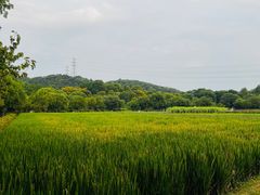 -八卦田遗址公园