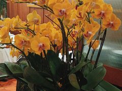 -蝶园·装修中(BFC外滩金融中心店)