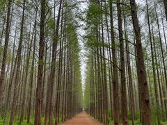 -日照海滨国家森林公园