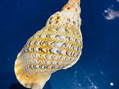 -青岛贝壳博物馆