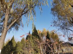 -莲花池公园