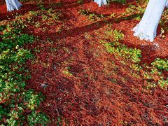 -九里河湿地公园