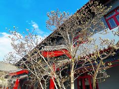 -天津大悲禅院