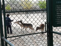 -北京麋鹿生态实验中心