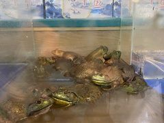 -笨笨甲甲鱼坊(蓝堡湾店)