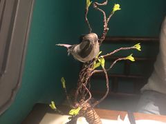 -佬麻雀·新湘菜(珠海金发购物中心店)