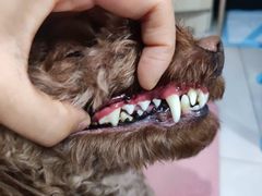 -宠福鑫康馨动物医院·骨科·眼科