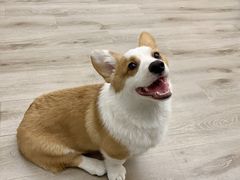 -浣熊柯尔鸭土拨鼠·电玩咖