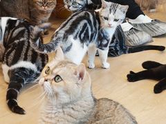 -有喵·猫咖·狗咖·30几只猫10只小狗(岗厦店)