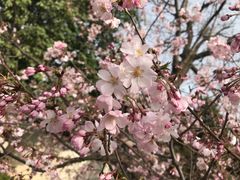 -西安青龙寺遗址景区