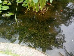 锦鲤-晓港公园