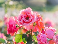 -上海滨江森林公园