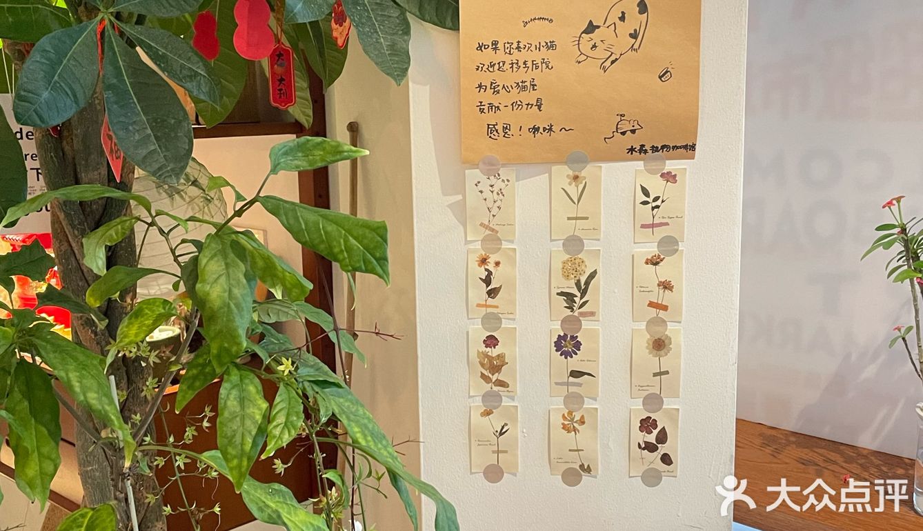 悠闲午后的街头惊喜-水森执物