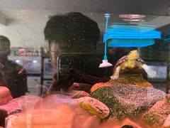 -灵龟之家百象馆(百象馆联合旗舰店)