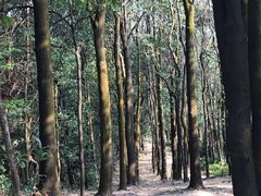 -火炉山森林公园
