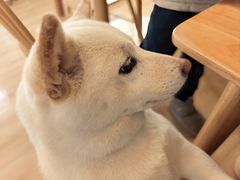 -柴の食堂·日式家庭料理·熊之肆(大学路店)