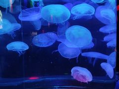 -太平洋海底世界