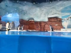 -海合安成都极地海洋公园