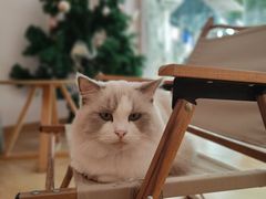 -猫咪派对(江南西店)