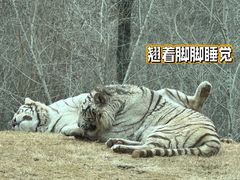 -北京野生动物园