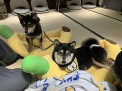 -逗柴咖啡屋·狗咖猫咖宠物桌游