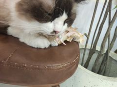 -共舞时光猫咖·狗咖(新街口店)