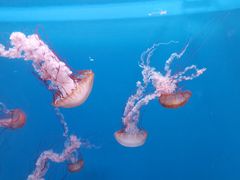 -大连老虎滩海洋公园