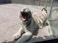 -西霞口神雕山野生动物世界