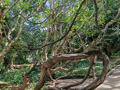 -中国科学院西双版纳热带植物园