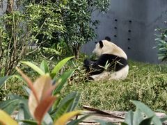 -成都大熊猫繁育研究基地