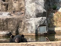 -清迈夜间动物园