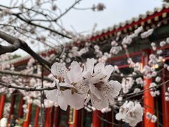 -颐和园
